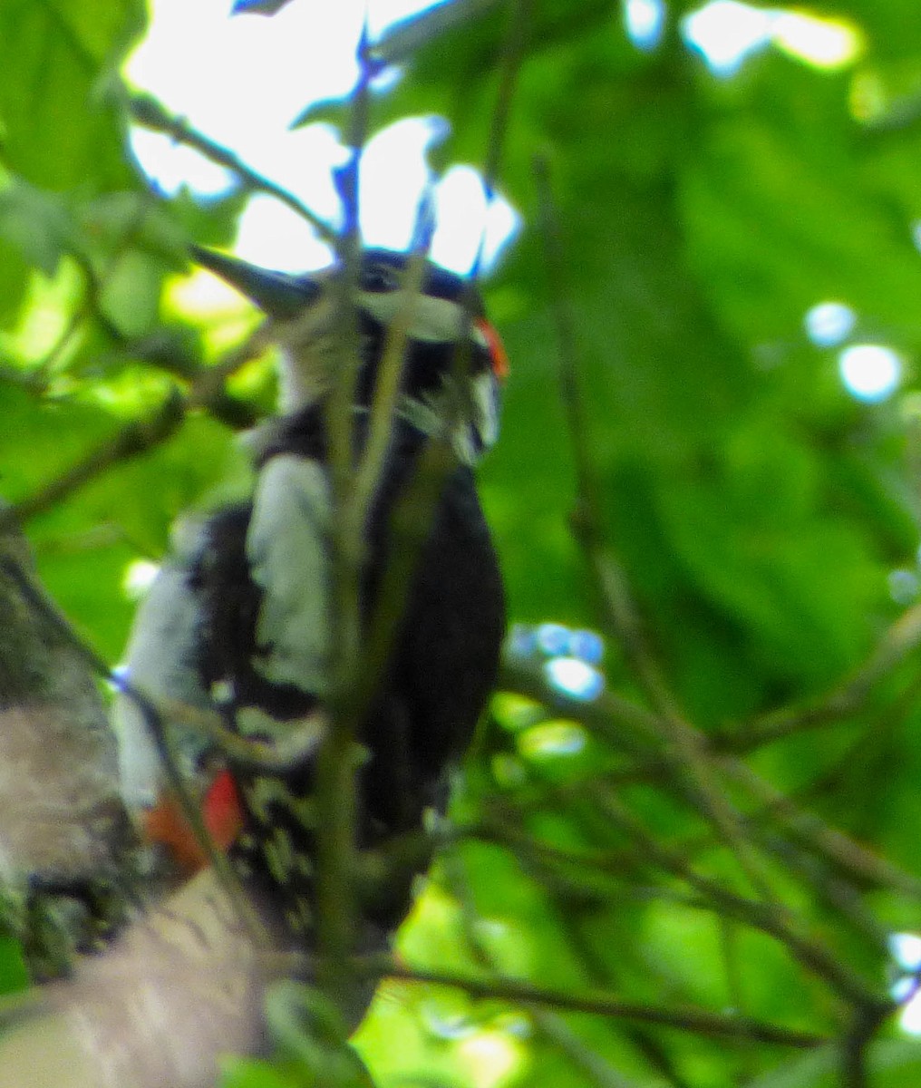 Great Spotted Woodpecker - ML617360136
