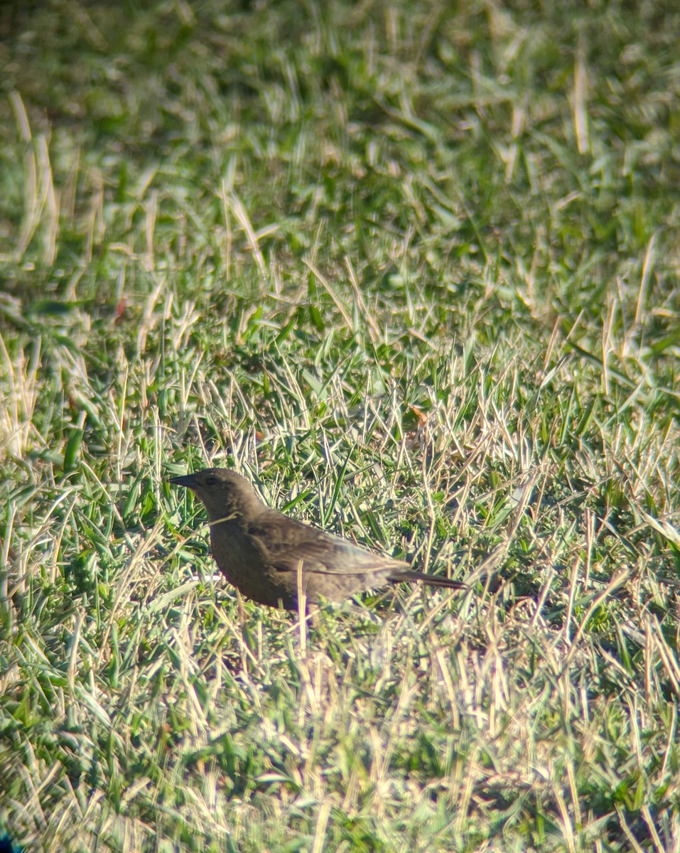 Brewer's Blackbird - ML617360146