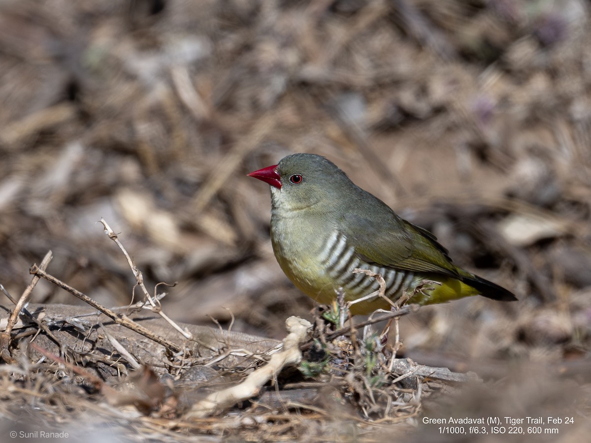 Green Avadavat - ML617360151