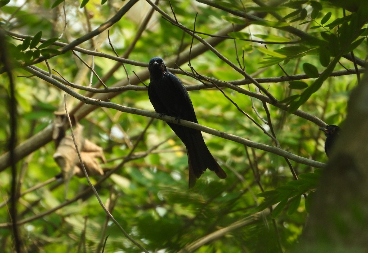 Bronzed Drongo - ML617360165