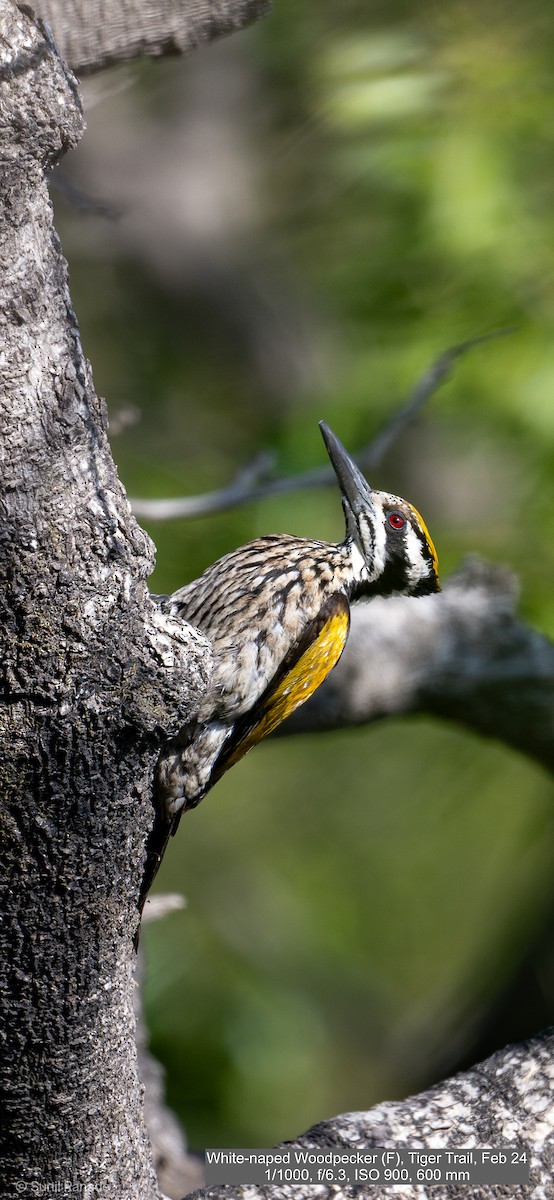 White-naped Woodpecker - Sunil Ranade