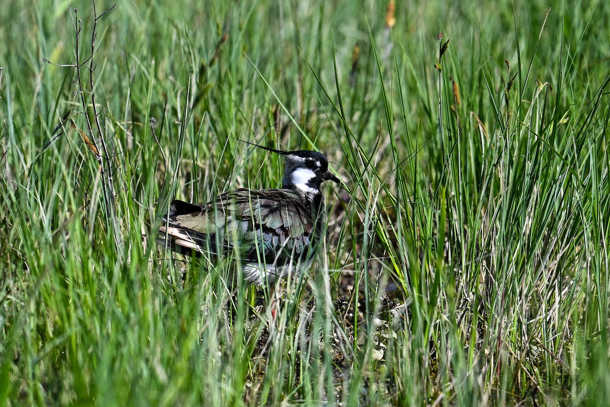 Northern Lapwing - Maryse Neukomm