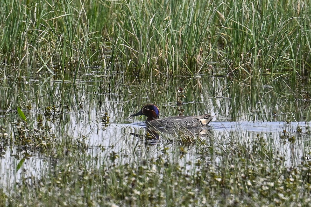 Green-winged Teal - Maryse Neukomm