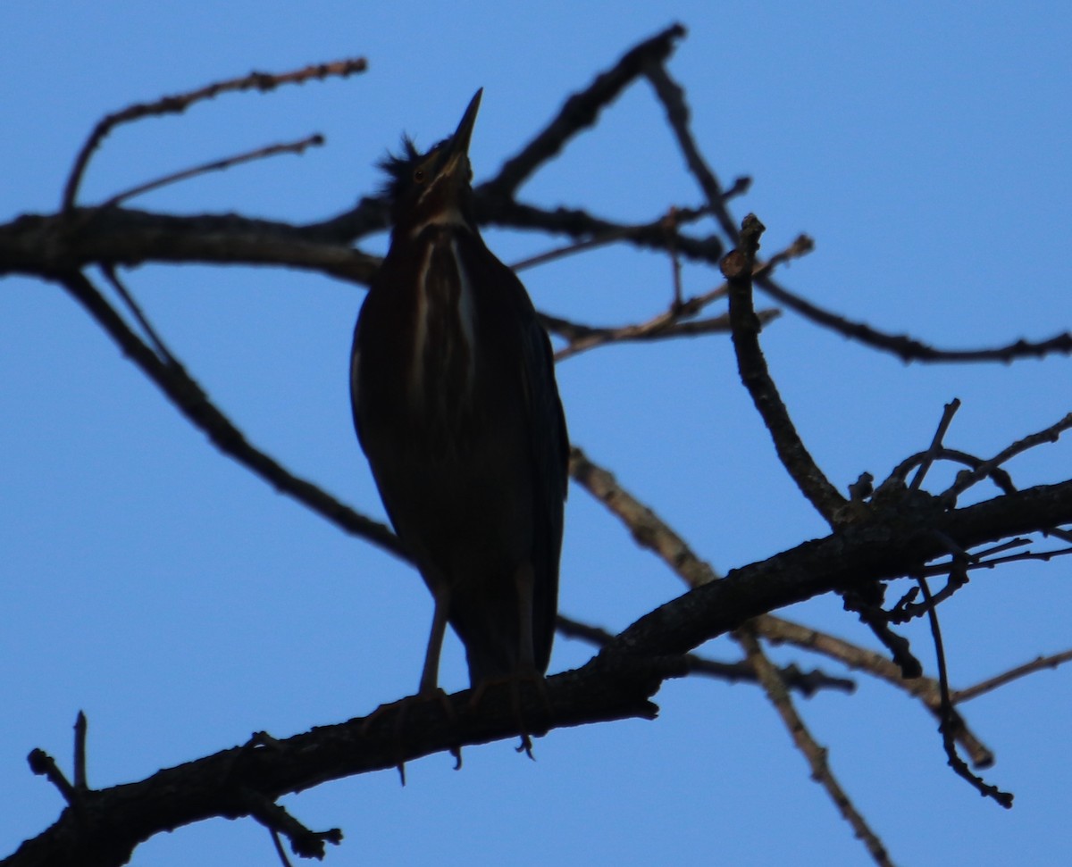 אנפית ירוקה - ML617360228