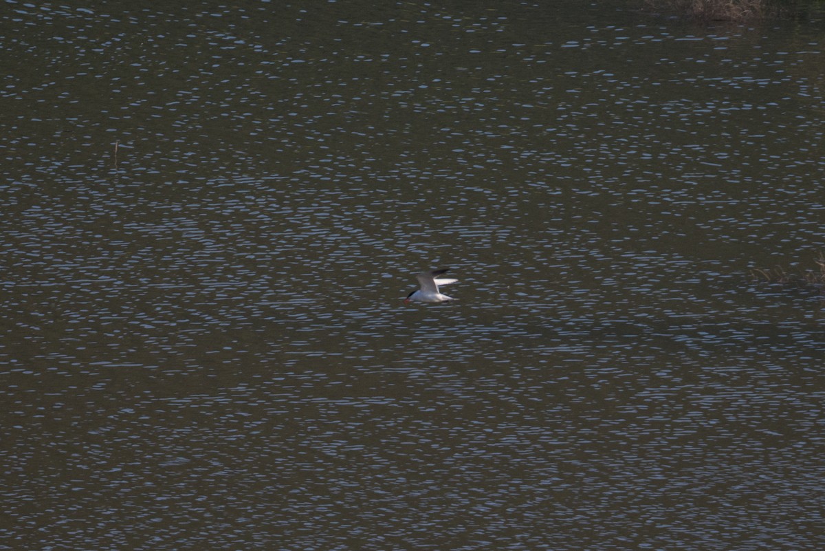 Caspian Tern - ML617360232