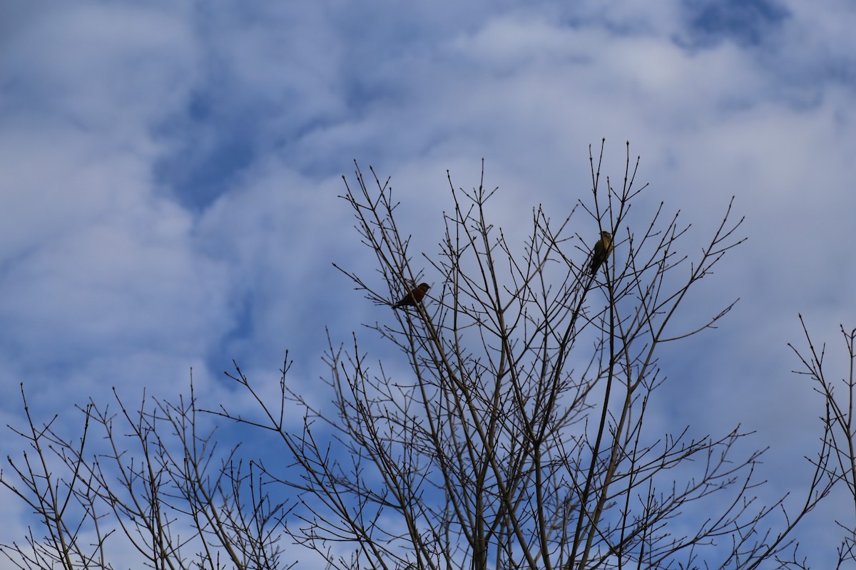 Red Crossbill - ML617360245