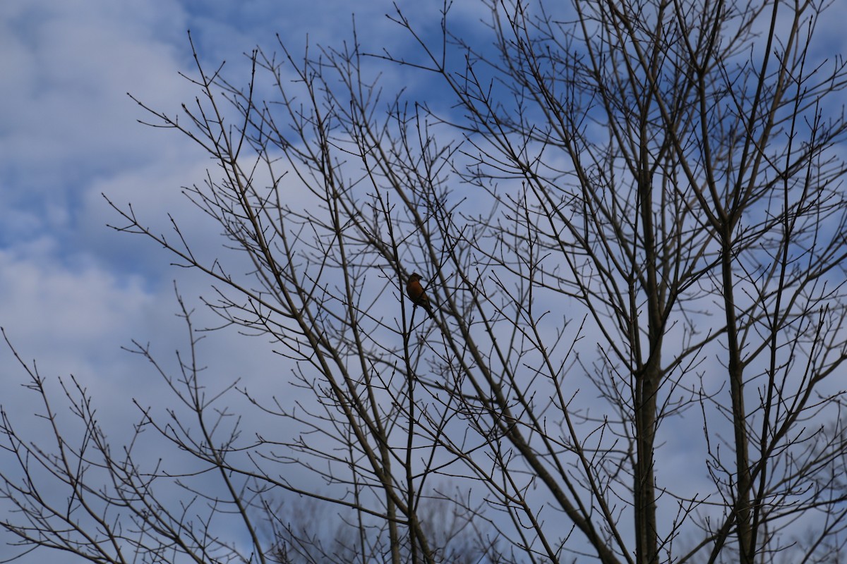 Red Crossbill - ML617360248