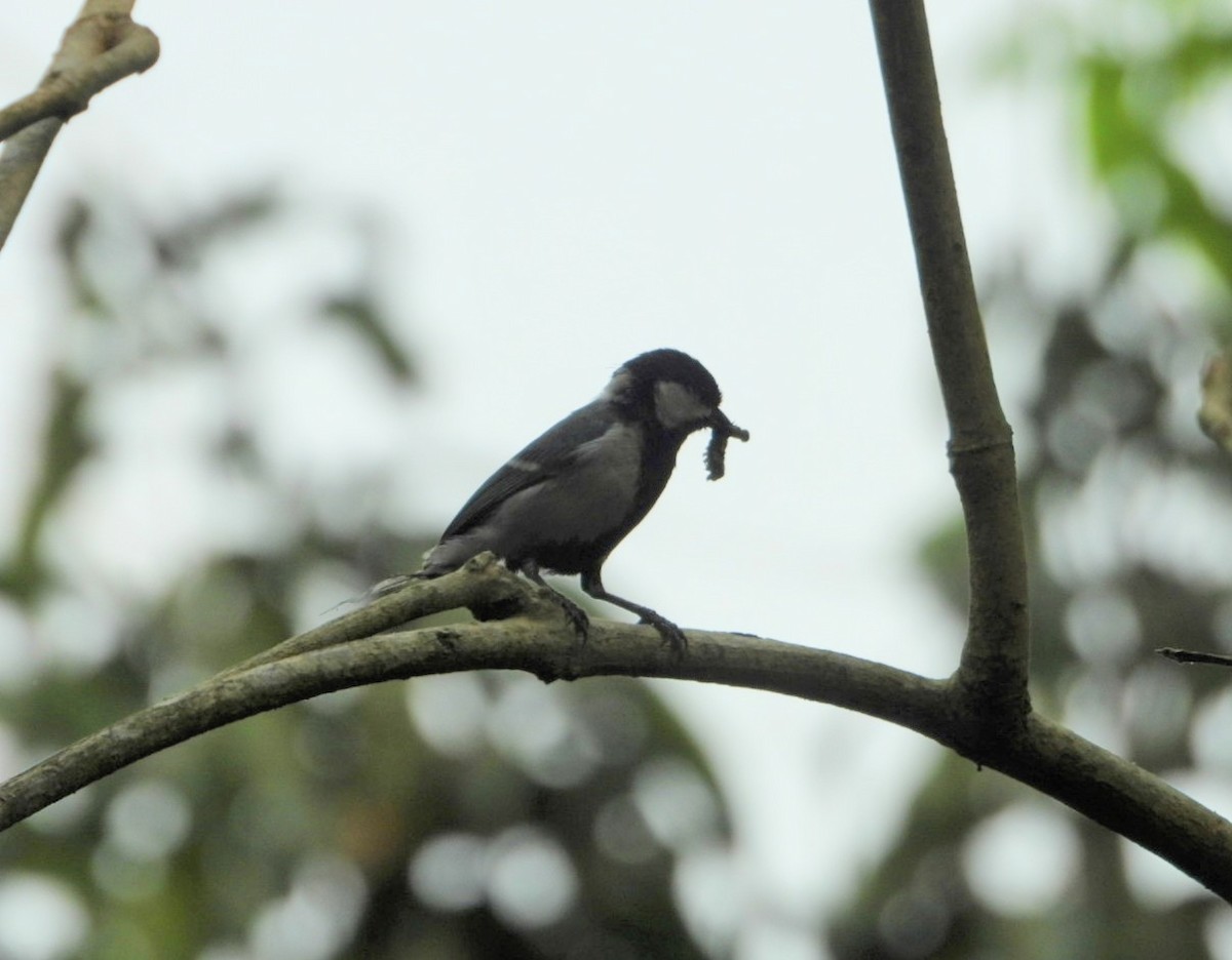 Cinereous Tit - ML617360261