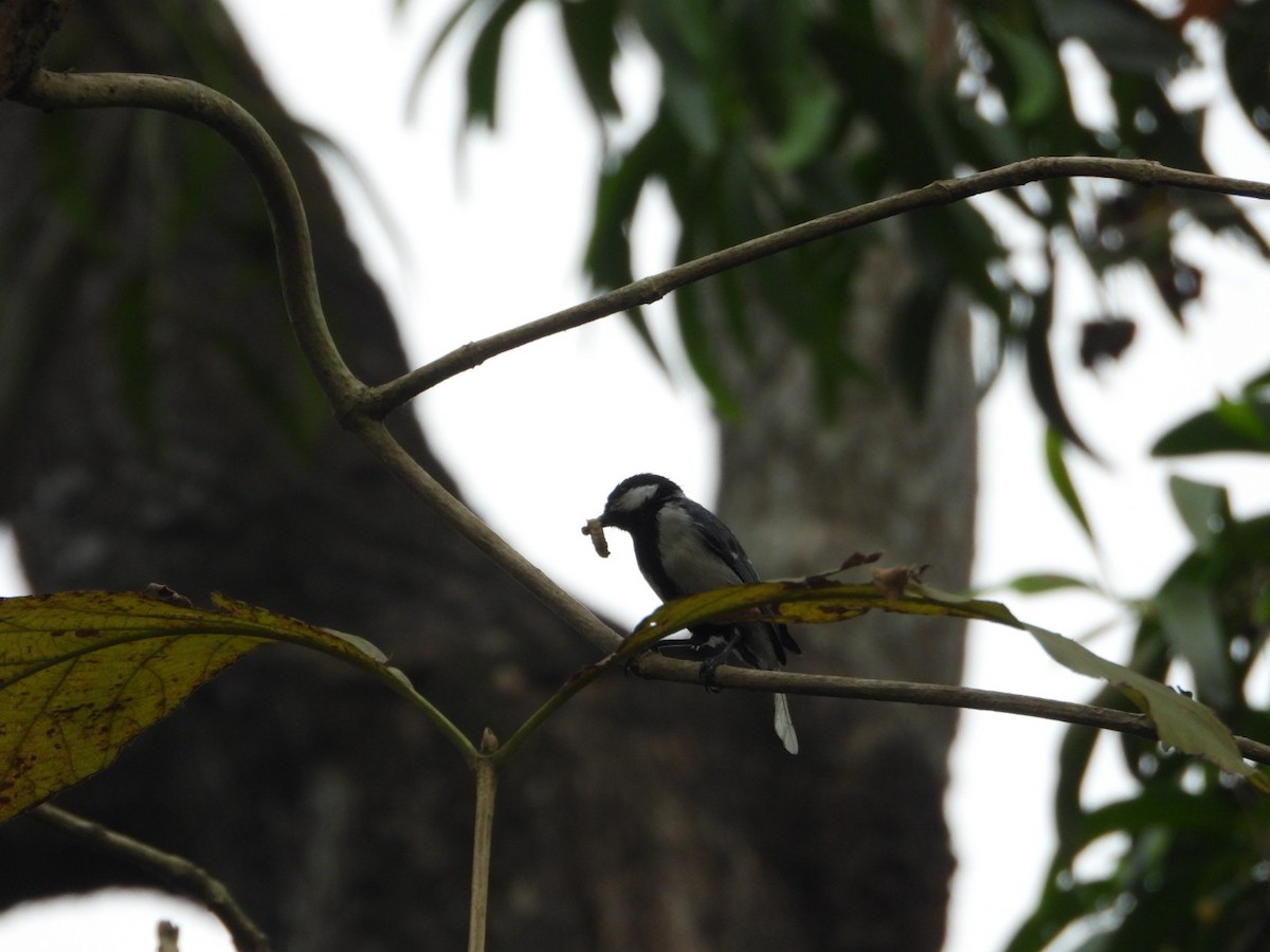 Cinereous Tit - ML617360263