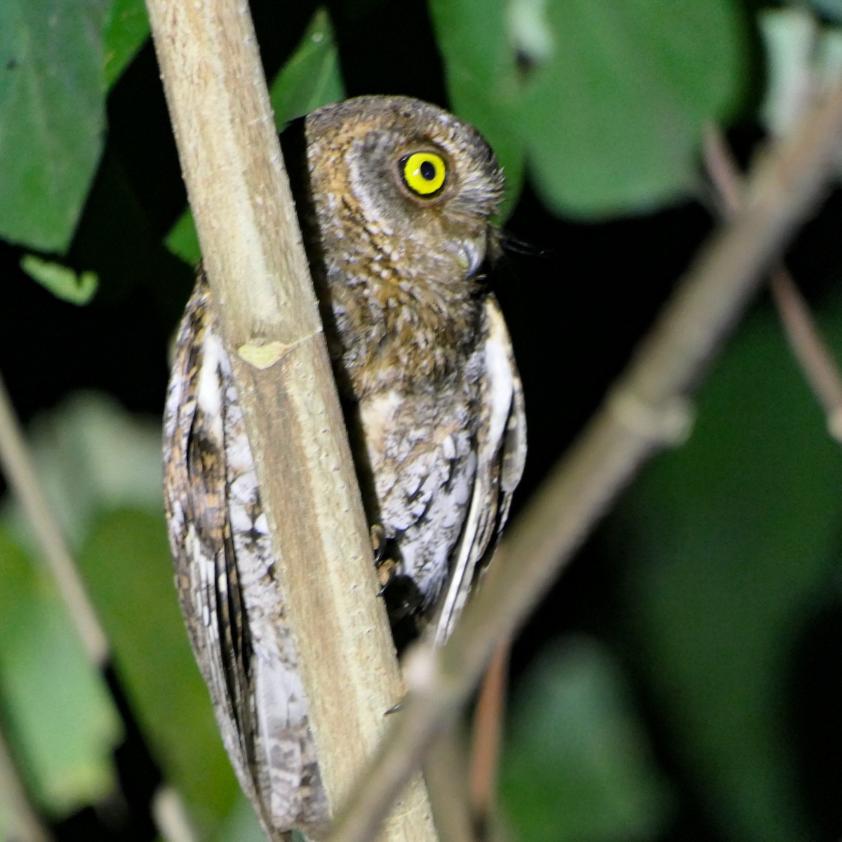 Oriental Scops-Owl (Walden's) - ML617360267