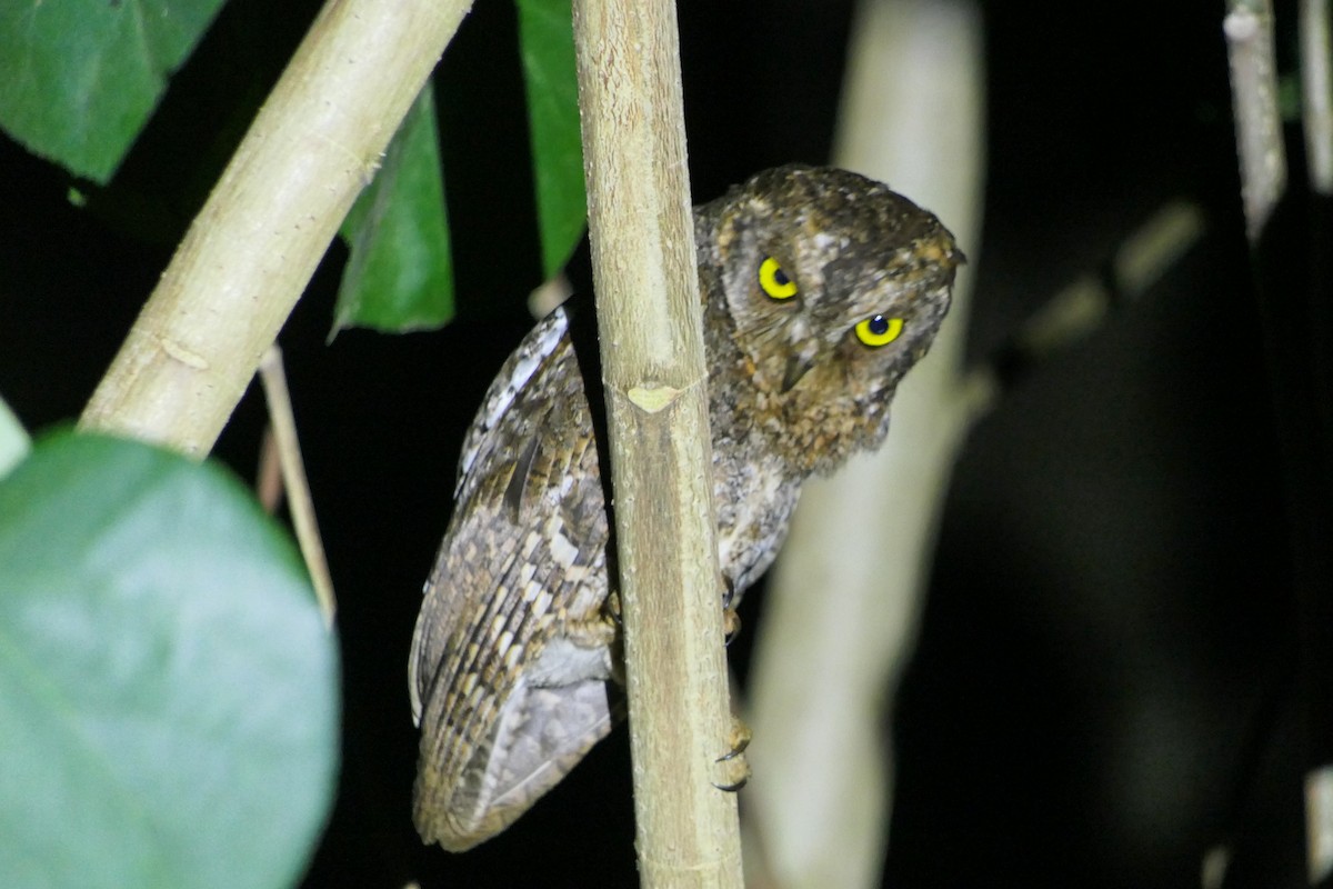 Oriental Scops-Owl (Walden's) - ML617360268