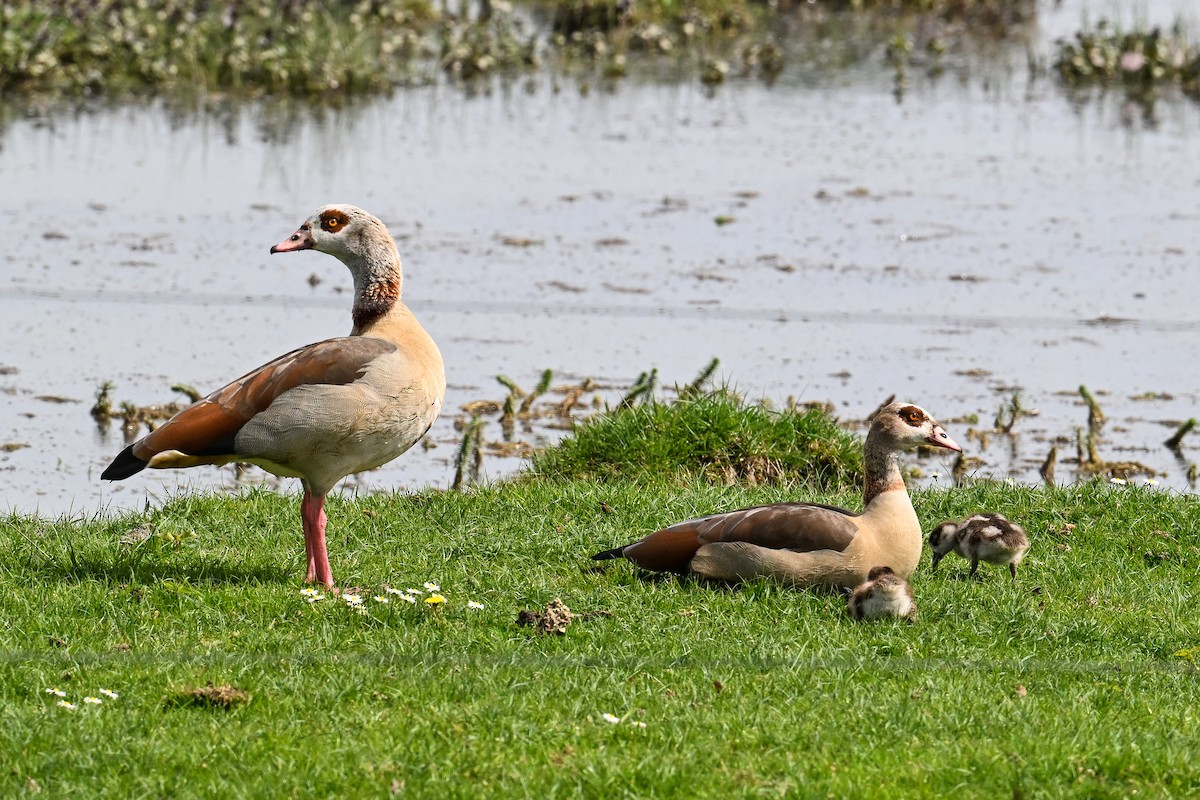 Egyptian Goose - Maryse Neukomm