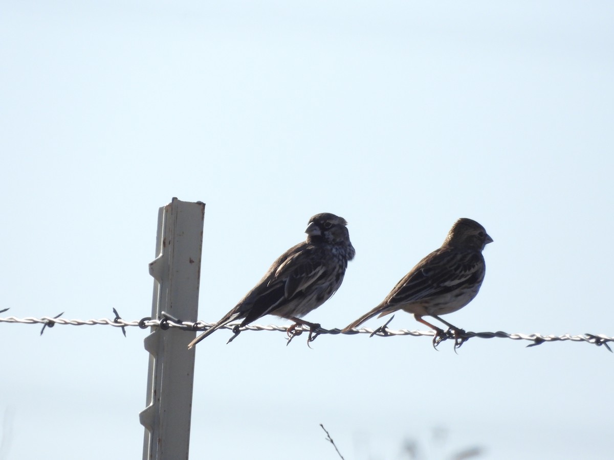 Lark Bunting - Jason Lewis