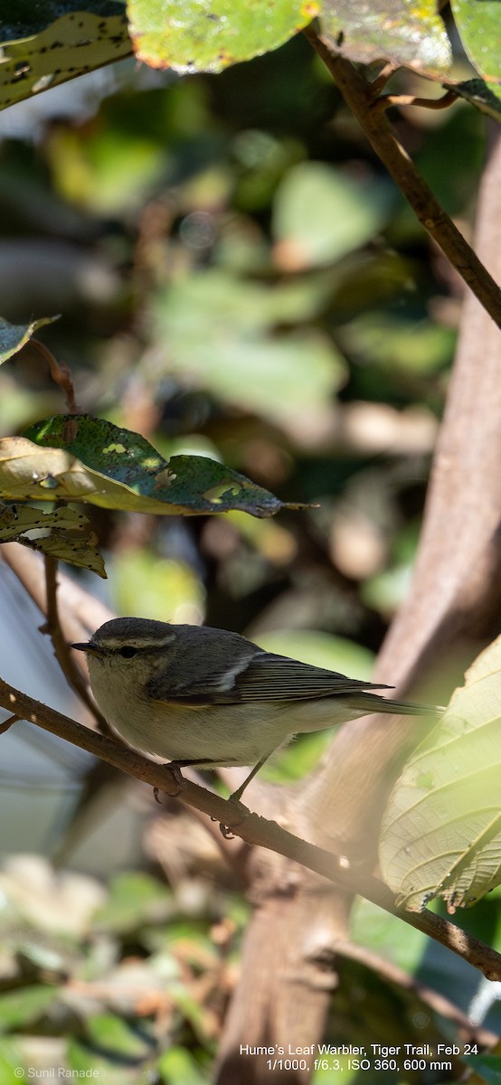 Hume's Warbler - ML617360307