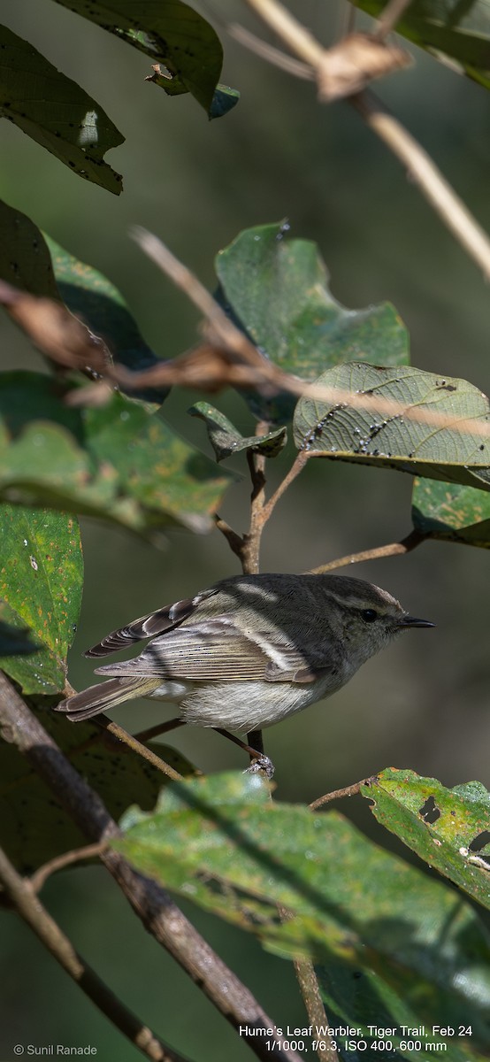 Hume's Warbler - ML617360308