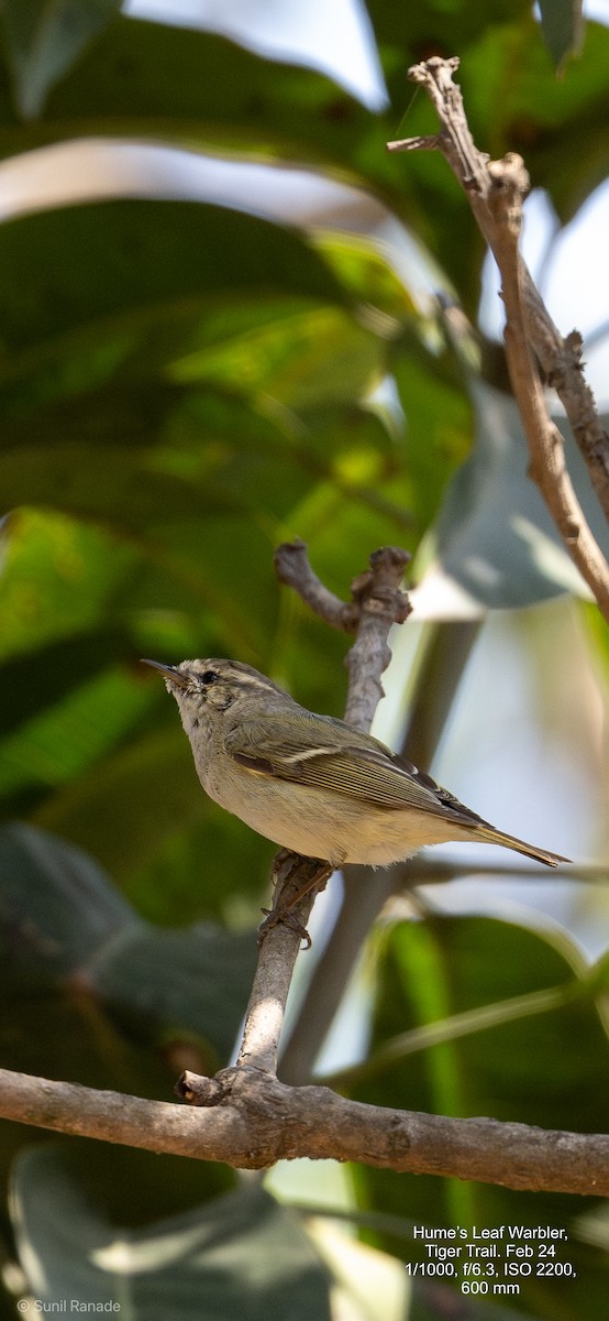 Hume's Warbler - ML617360309