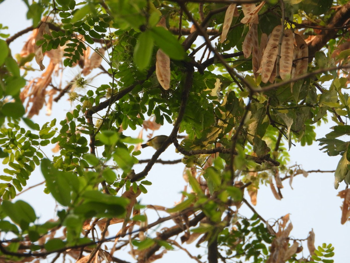 Indian White-eye - ML617360324