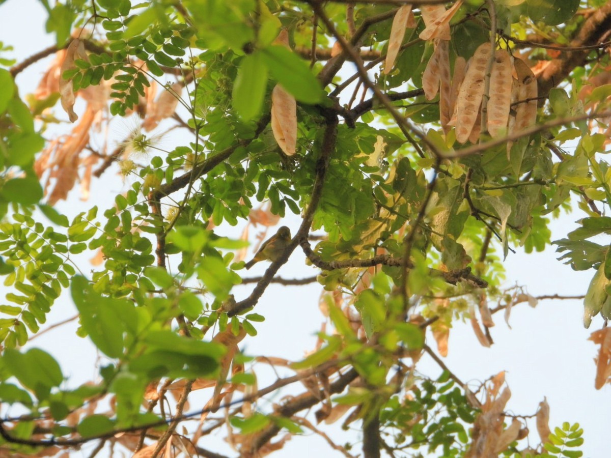 Indian White-eye - Chaiti Banerjee