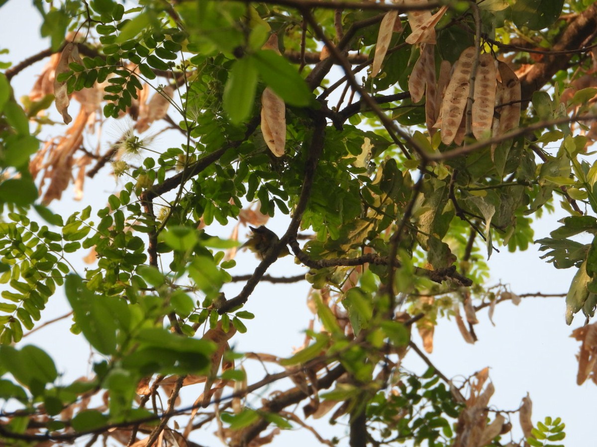 Indian White-eye - ML617360326