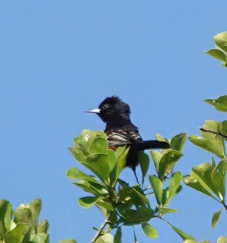 Orchard Oriole - Tina Greenberg