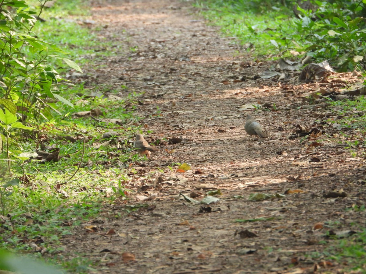 Jungle Babbler - ML617360353