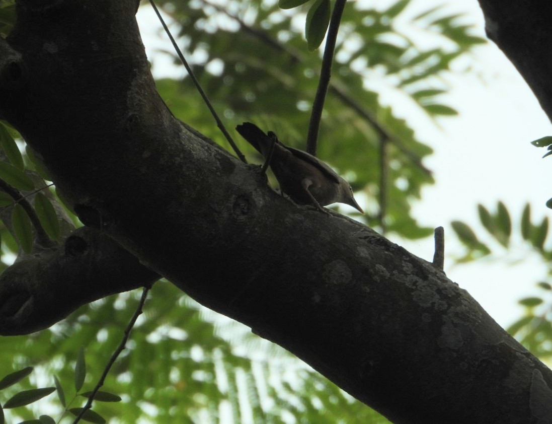 Chestnut-tailed Starling - ML617360372