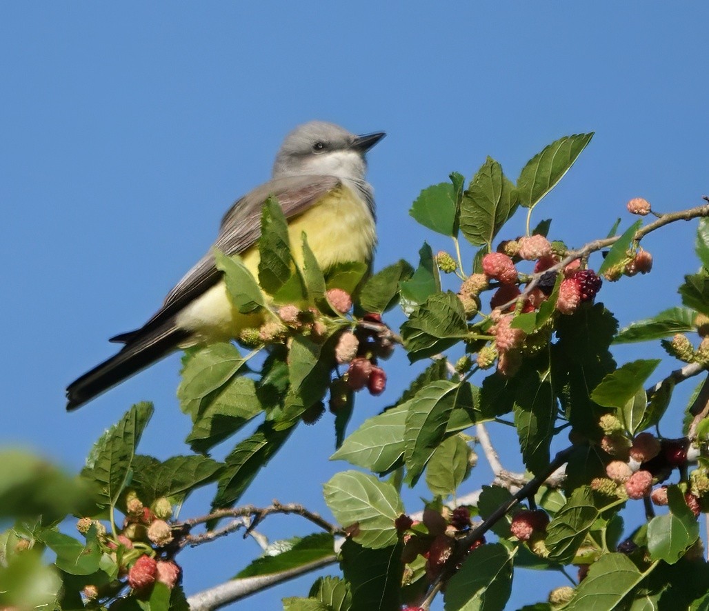 Western Kingbird - Tina Greenberg