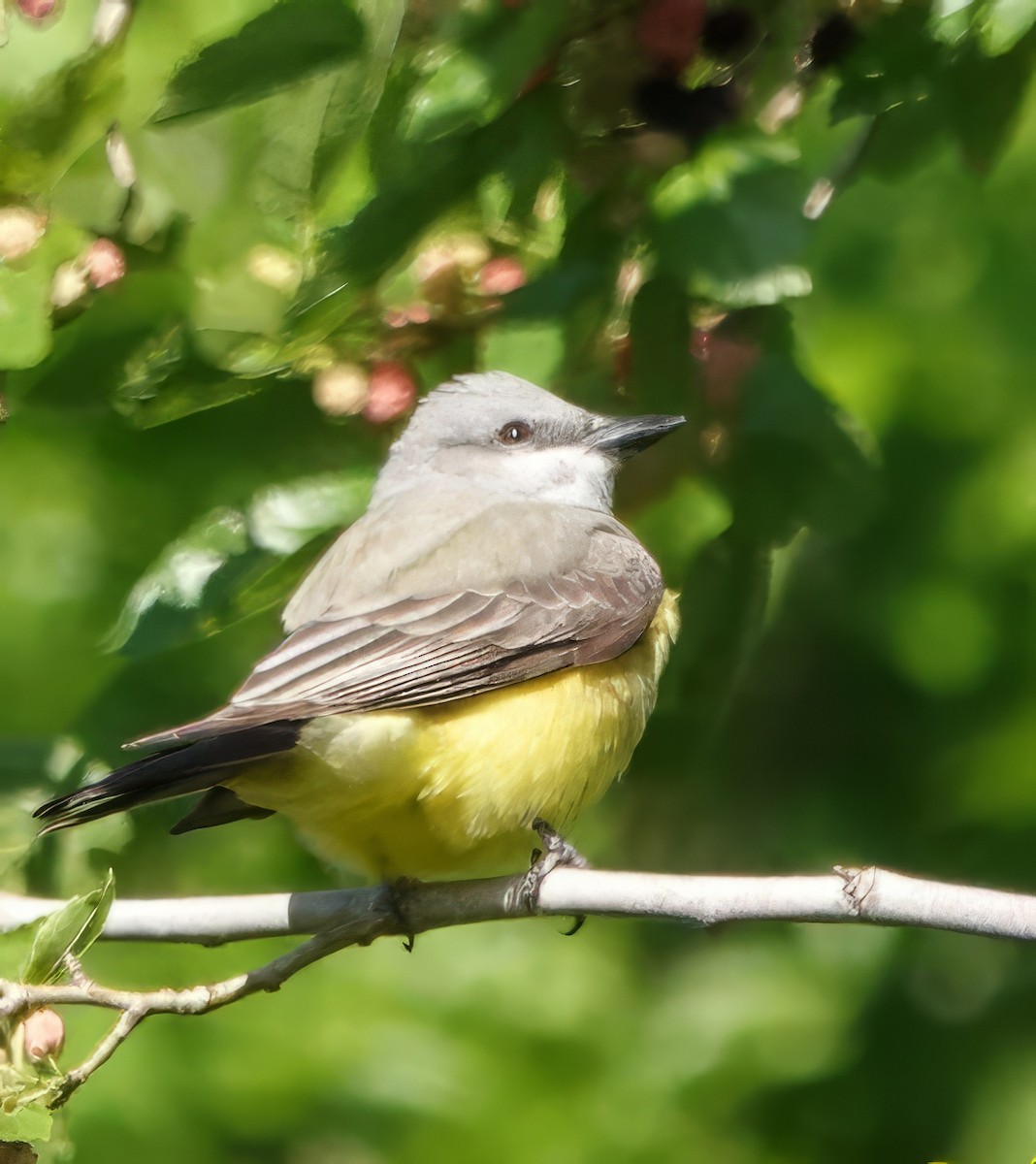 Western Kingbird - Tina Greenberg