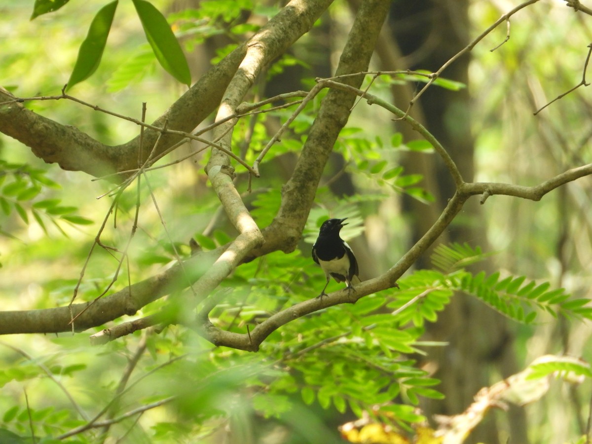 Oriental Magpie-Robin - ML617360412