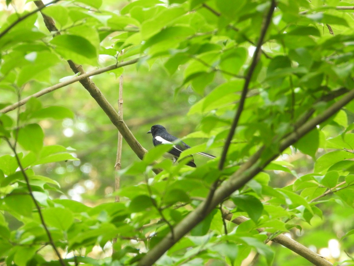 Oriental Magpie-Robin - ML617360413