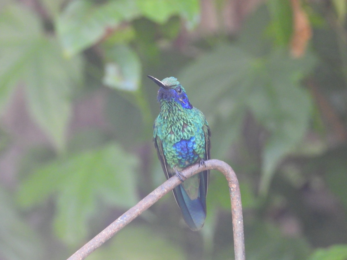 kolibřík modrolící - ML617360467