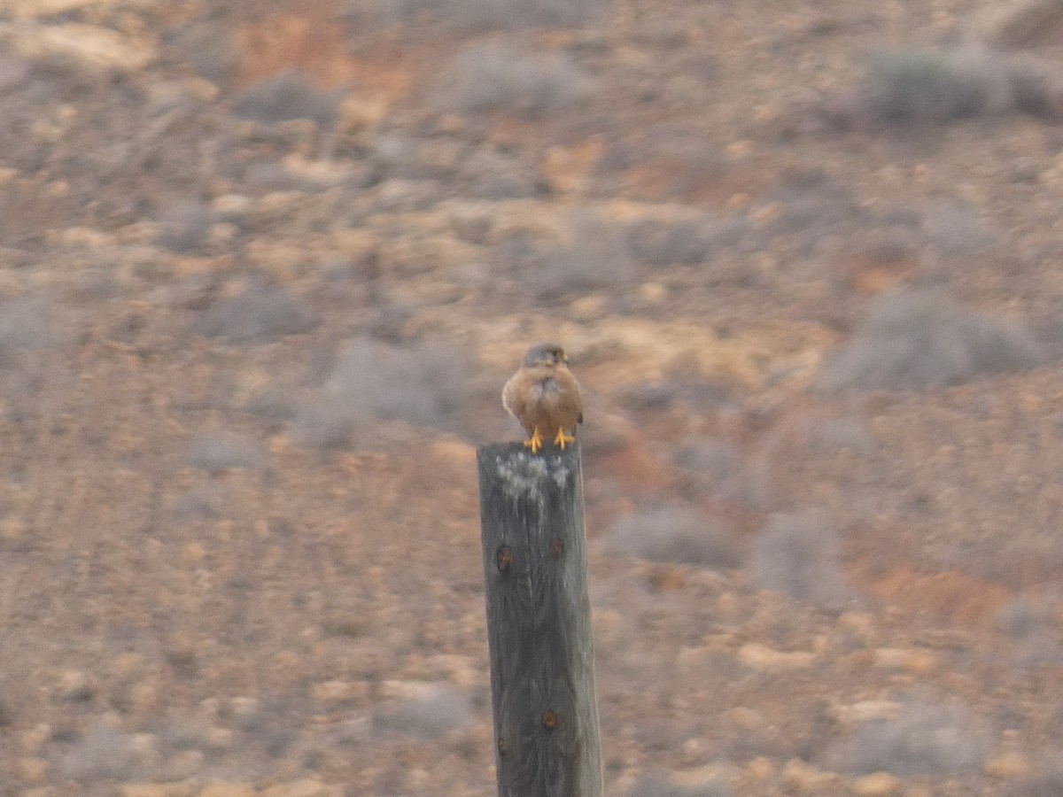 Eurasian Kestrel (Canary Is.) - ML617360511