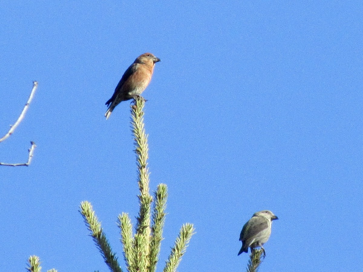 Red Crossbill - ML617360519