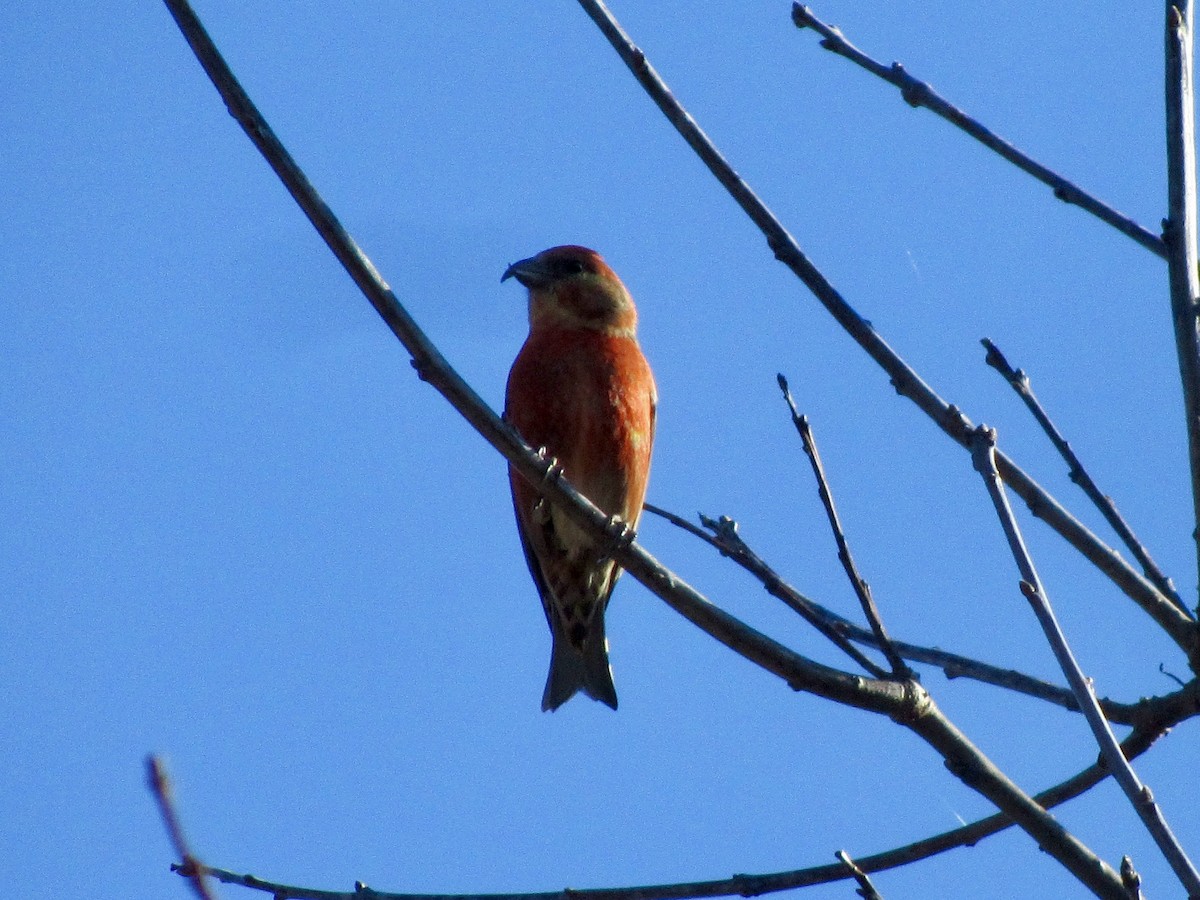 Red Crossbill - ML617360520