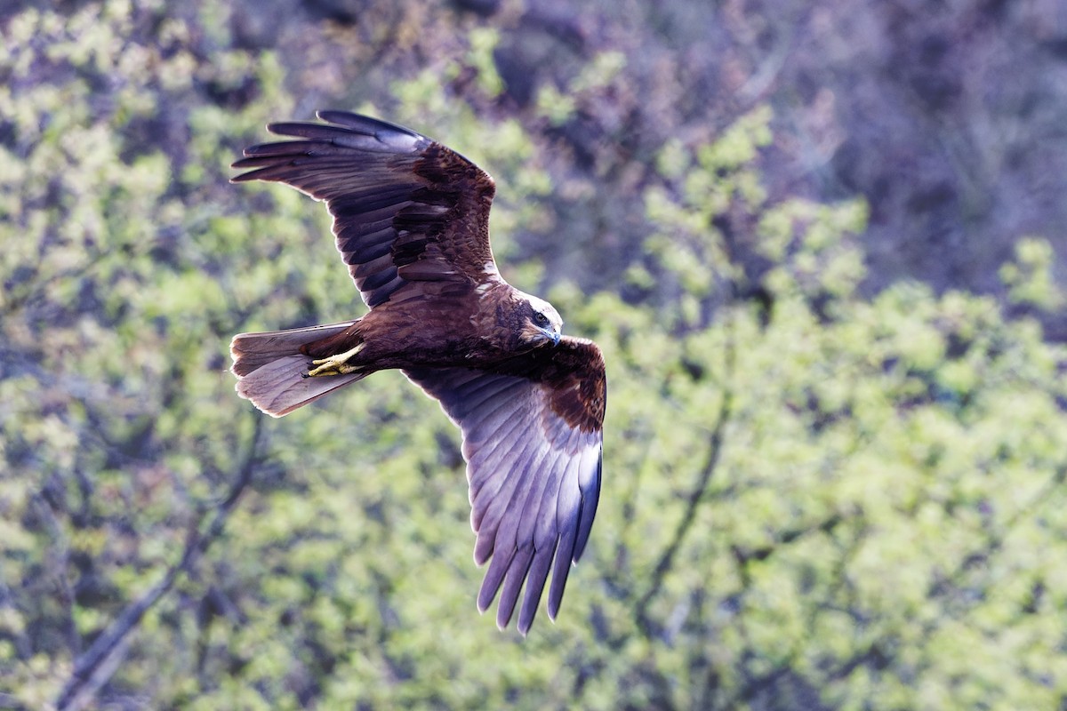 Western Marsh Harrier - Andrew Jarwick