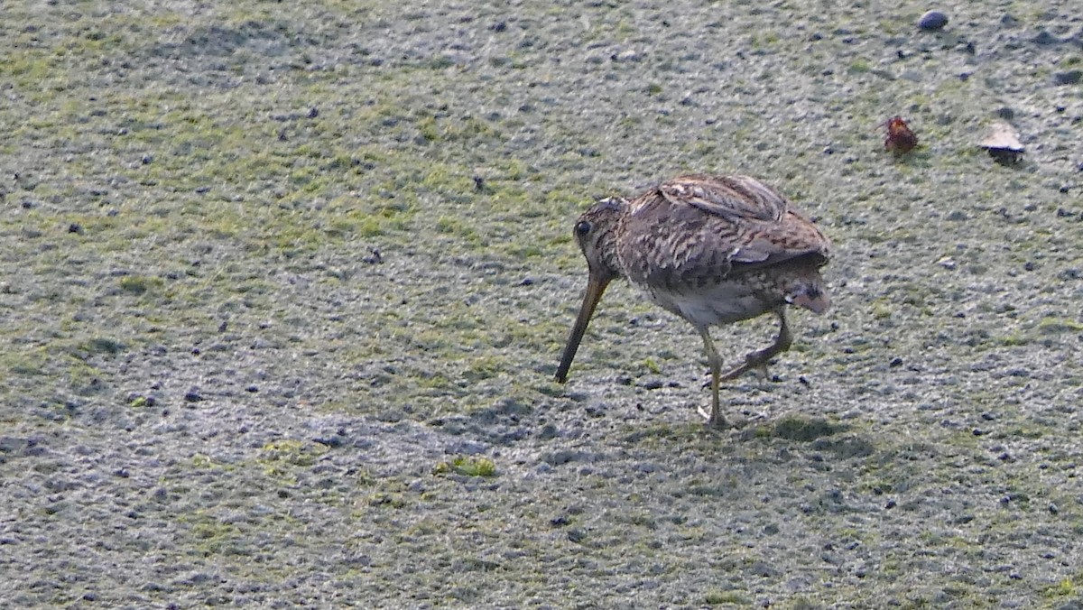 Pin-tailed Snipe - Bijoy Venugopal