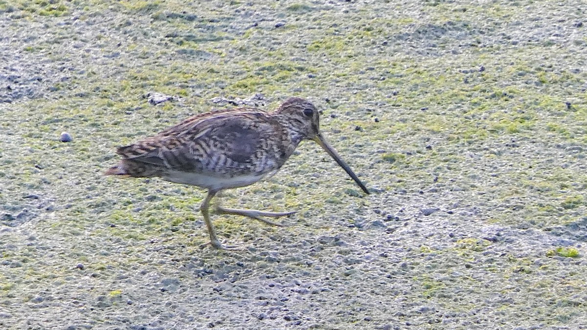 Pin-tailed Snipe - Bijoy Venugopal