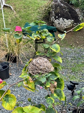 Bananaquit (Puerto Rico) - Donald Niddrie