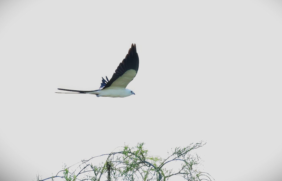 Swallow-tailed Kite - ML617360647