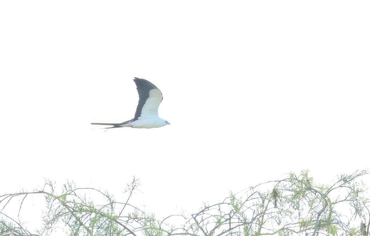 Swallow-tailed Kite - ML617360648