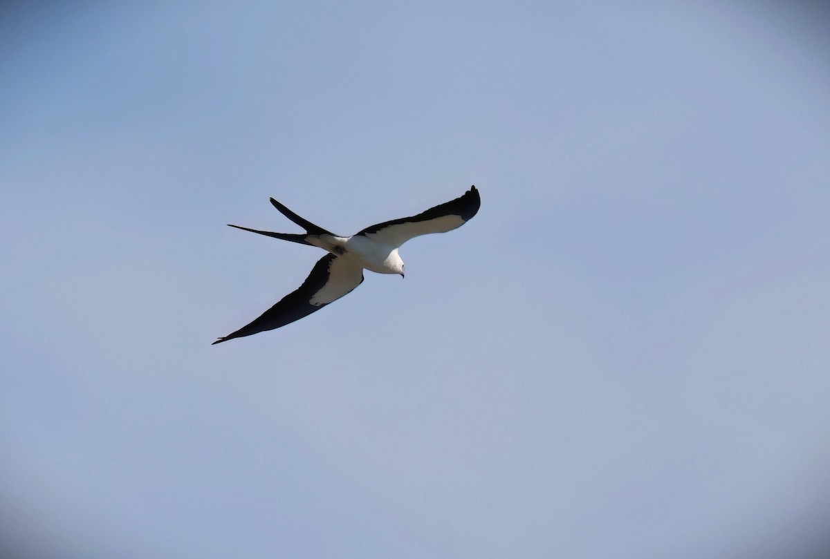 Swallow-tailed Kite - ML617360657
