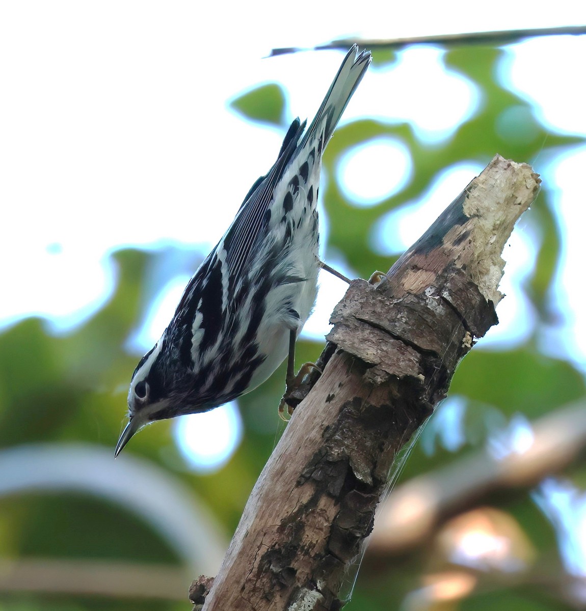 Black-and-white Warbler - James Sherwonit