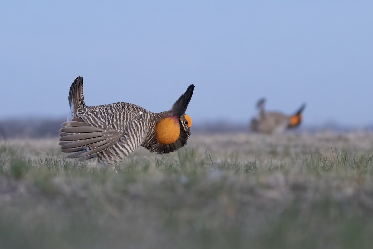 tetřívek prériový - ML617360693