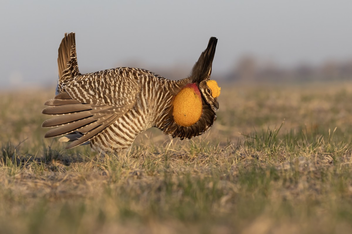 Greater Prairie-Chicken - ML617360695