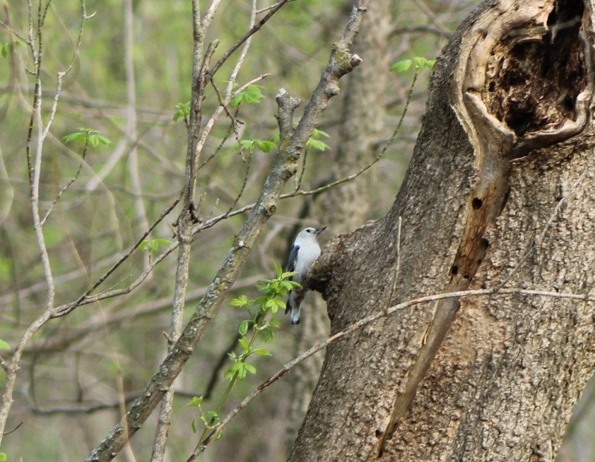 White-breasted Nuthatch - Olga Mironova