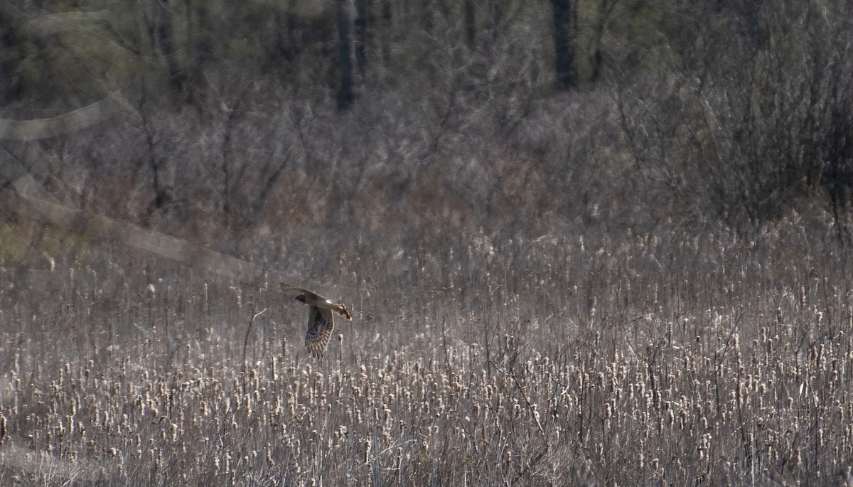 Northern Harrier - Neil DeMaster