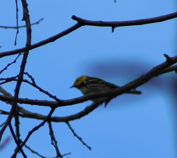 Yellow-throated Warbler - Olga Mironova