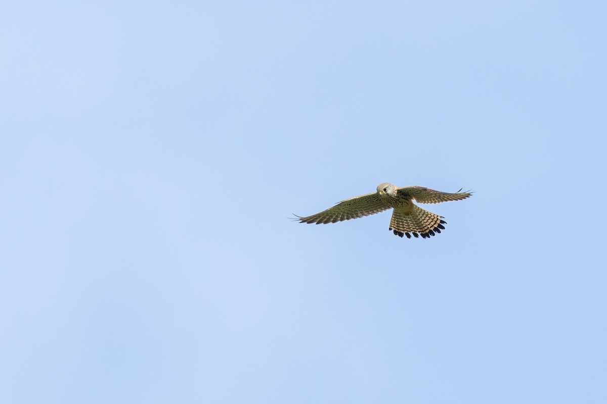 Eurasian Kestrel - Bilgehan Ergan