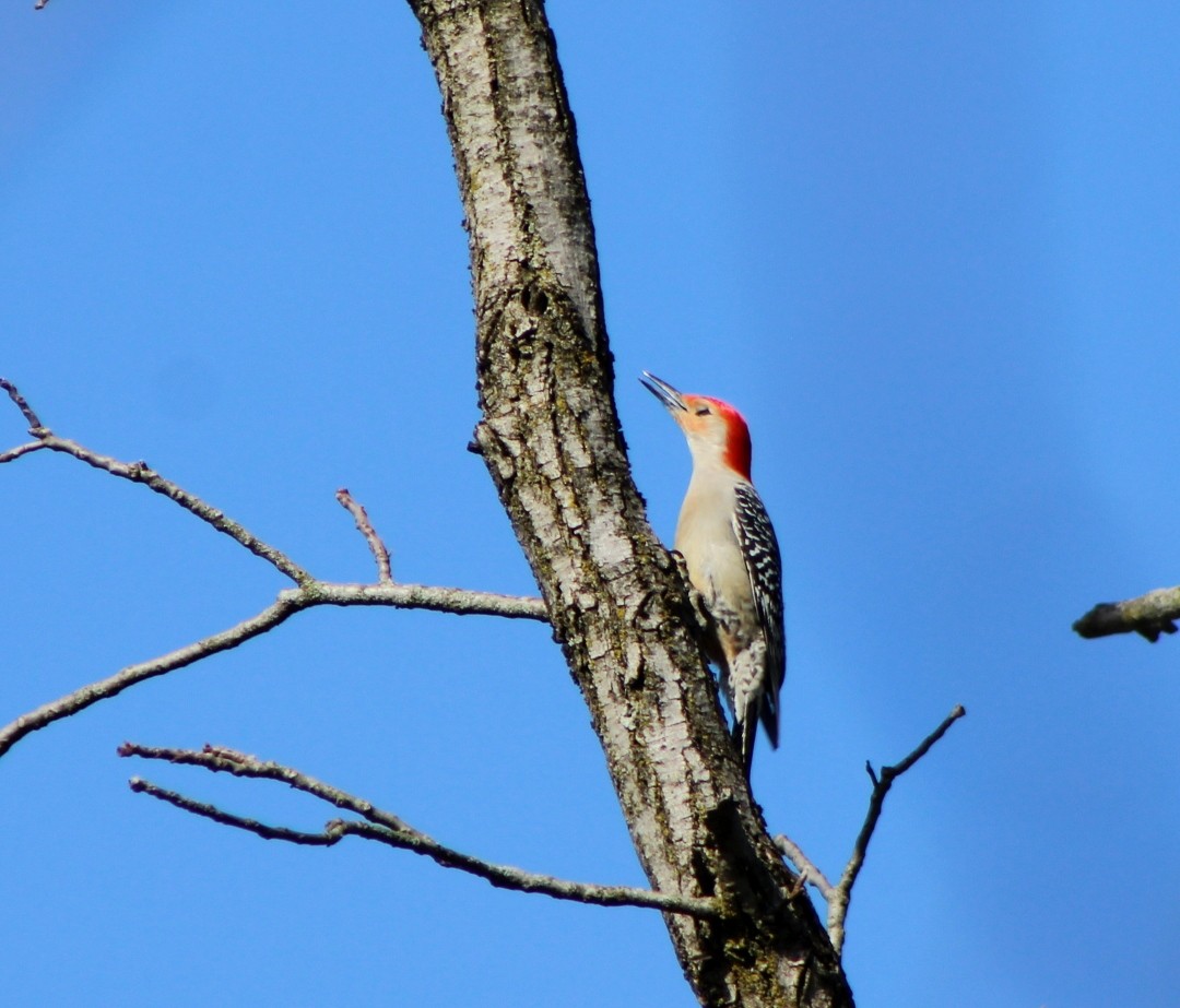 Red-bellied Woodpecker - Olga Mironova