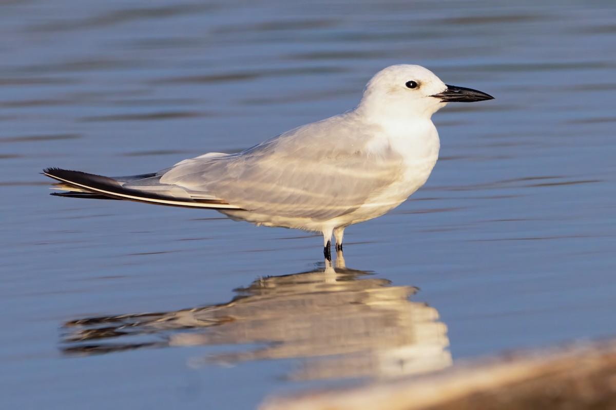 Gull-billed Tern - Jose Miguel Hernandez